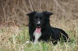 BORDER COLLIE 1546